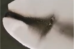 金年会体育科技