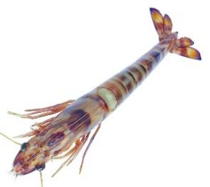 金年会体育科技